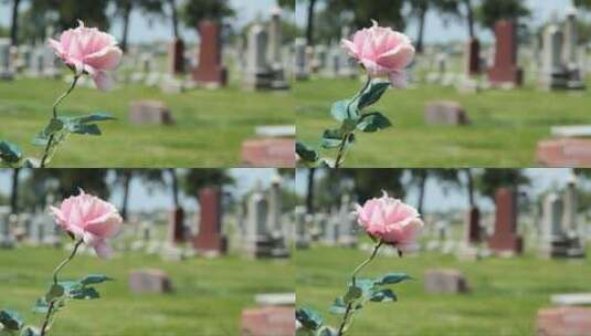 粉色玫瑰花生长在墓园里高清在线视频素材下载