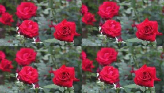 花丛中的玫瑰花高清在线视频素材下载