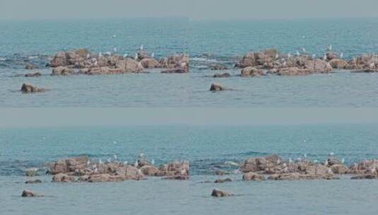 8k 实拍海边礁石上的海鸟海鸥高清在线视频素材下载