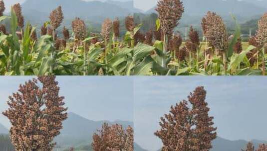 4k 秋天乡村农田红高粱特写高清在线视频素材下载