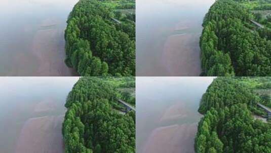 中国特有树种水松林航拍高清在线视频素材下载