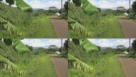 乡村土路旁的香蕉叶特写高清在线视频素材下载