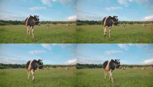 养牛的农场高清在线视频素材下载