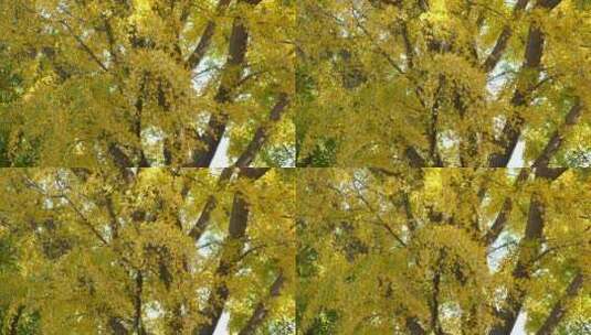 银杏银杏树秋天秋景秋季秋色高清在线视频素材下载