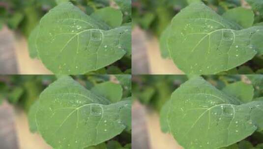 慢镜头特写雨中的绿色蔬菜叶子高清在线视频素材下载
