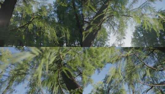 逆光特写树叶镜头高清在线视频素材下载