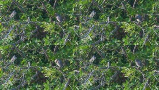 广州麓湖公园栖息在树林里的夜鹭高清在线视频素材下载