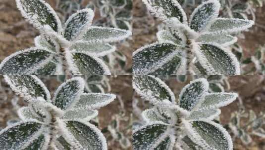 雾凇下的美景植物高清在线视频素材下载