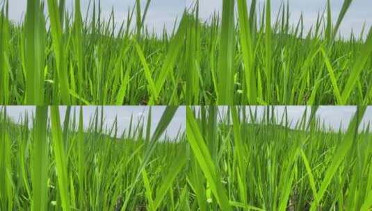 阳光下的水稻特写农业农作物高清在线视频素材下载