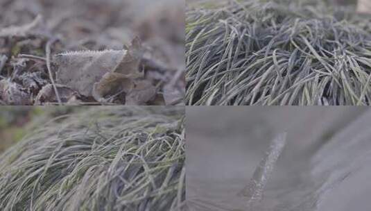 枯叶上的冰晶高清在线视频素材下载