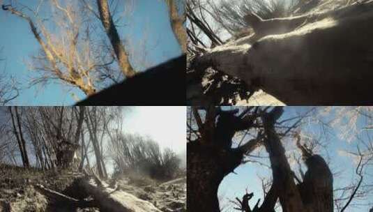 枯倒的树木推进4K高清在线视频素材下载