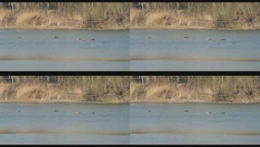 春天河里的野鸭子高清在线视频素材下载