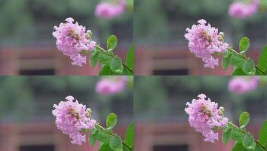 雨中故宫的开放的花朵高清在线视频素材下载