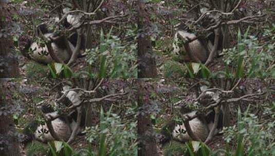 树丛后面可爱顽皮的大熊猫幼稚高清在线视频素材下载