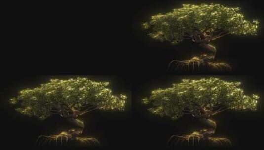 树生长（带透明通道）高清在线视频素材下载