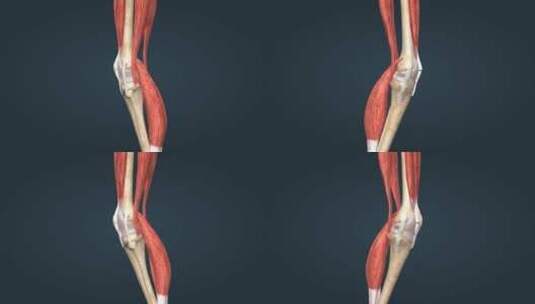 3D人体膝关节膝盖骨关节囊高清在线视频素材下载