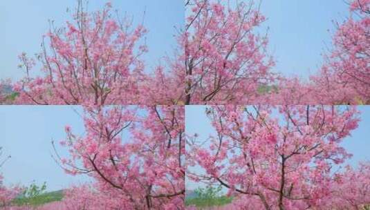 樱花树林春暖花开满树开满鲜花高清在线视频素材下载