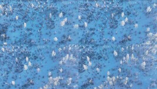 鸟瞰林海雪原银装素裹的松林高清在线视频素材下载