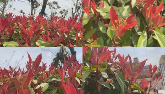 春天石楠 红色叶子树芽 红叶石楠高清在线视频素材下载