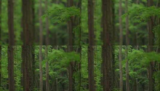 杭州虎跑水杉树林中的绿色枫树叶被风吹动高清在线视频素材下载