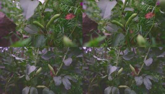 绿色农作物蚕豆豌豆高清在线视频素材下载