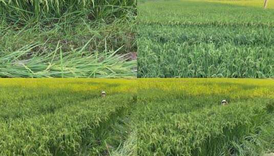 农民在杂交水稻制种稻田割除雄株水稻高清在线视频素材下载