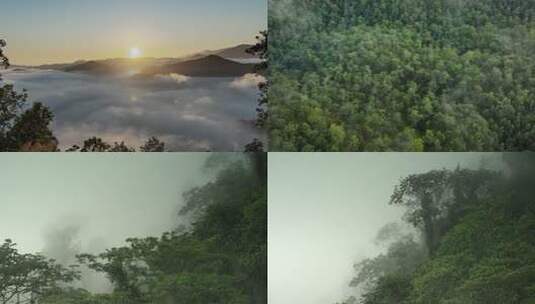 云海日出雾气森林高清在线视频素材下载