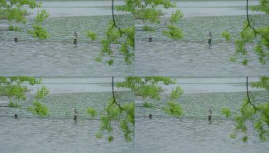 春天杭州乌龟潭阴雨天植物绿色自然高清在线视频素材下载