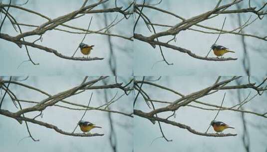 鸟儿春天森林飞鸟湿地鸟类鸟群高清在线视频素材下载