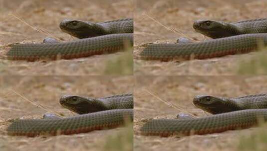 野外一条黑蛇高清在线视频素材下载