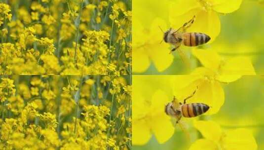 油菜花蜜蜂采蜜实拍高清在线视频素材下载
