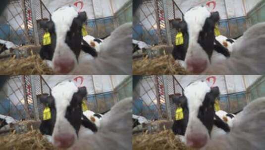 奶牛 小奶牛 奶牛场 奶牛养殖 (128)高清在线视频素材下载