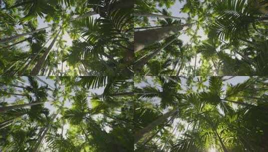 唯美森林树林仰拍大自然高清在线视频素材下载