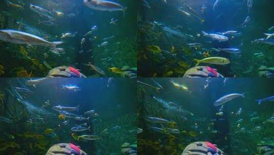 海洋馆水族馆海底世界鱼群高清在线视频素材下载