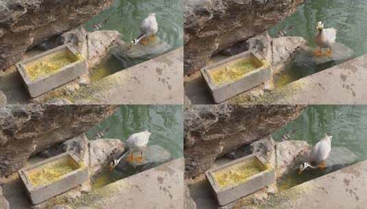鸭子斑头雁游上岸觅食观赏水禽高清在线视频素材下载