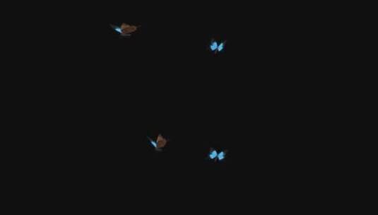 蝴蝶透明通道高清在线视频素材下载