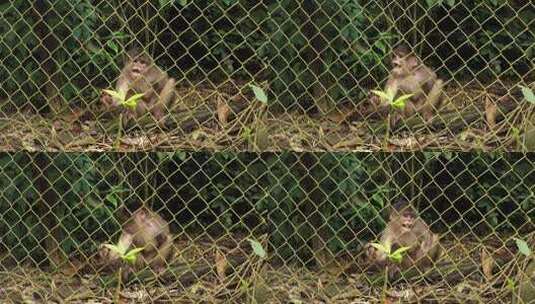 卷尾猴坐在笼子的栅栏后面高清在线视频素材下载