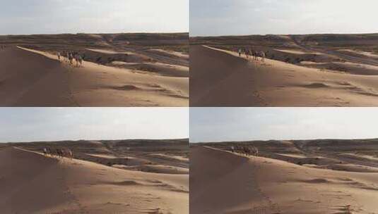 沙漠骆驼4k高清在线视频素材下载