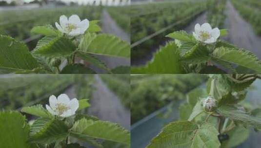 乡村振兴农业果树树莓种植开花白花高清在线视频素材下载