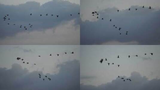 天空中飞翔的群鸟高清在线视频素材下载