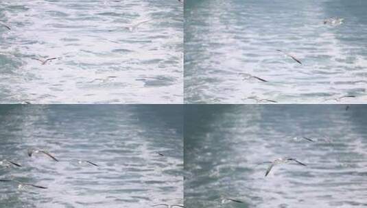 烟台长岛海上游船，海鸥伴随飞翔高清在线视频素材下载