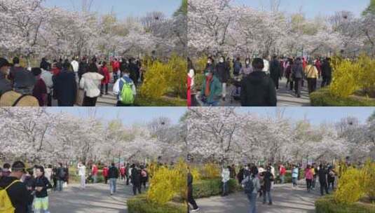 公园赏樱人流高清在线视频素材下载