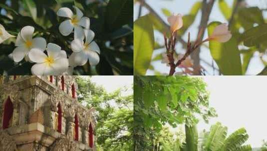 西双版纳花花草草高清在线视频素材下载