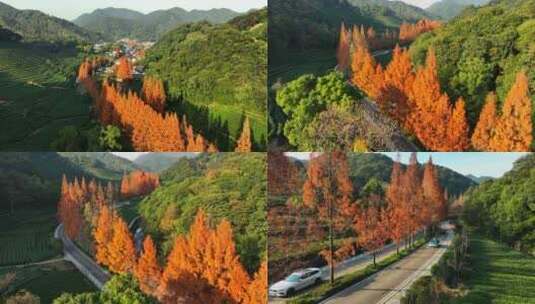 俯瞰深秋最美水杉大道4K航拍杭州高清在线视频素材下载
