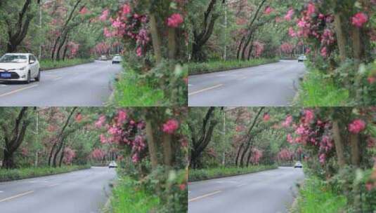 开满鲜花的公路，深圳香山中街车流高清在线视频素材下载