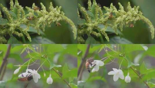 春天蜜蜂采蜜微距拍摄高清在线视频素材下载