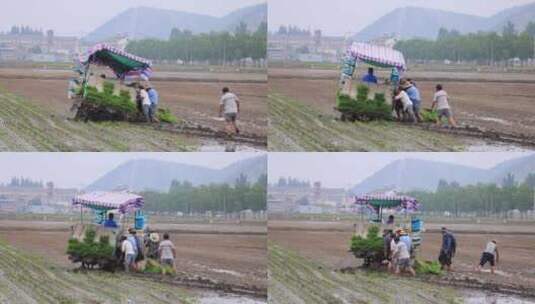 实拍8k农民机械化种植水稻高清在线视频素材下载