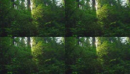森林丛林阳光高清在线视频素材下载