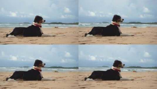 狗躺在海边的沙滩上高清在线视频素材下载