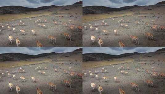 西藏藏羚羊高清在线视频素材下载
